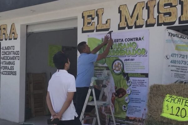 ESTADO REDOBLA ACCIONES CONTRA EL GUSANO BARRENADOR