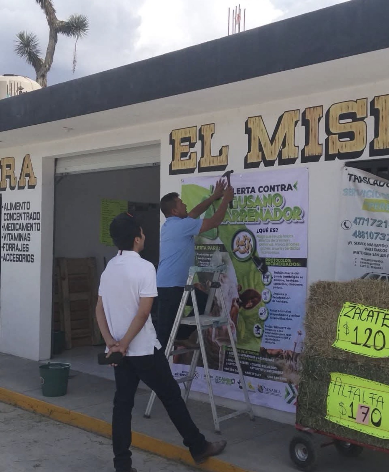 ESTADO REDOBLA ACCIONES CONTRA EL GUSANO BARRENADOR