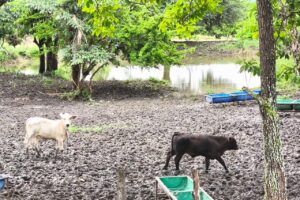 LLUVIAS BENEFICIAN CULTIVOS Y ACTIVIDAD PRODUCTIVA DEL CAMPO POTOSINO
