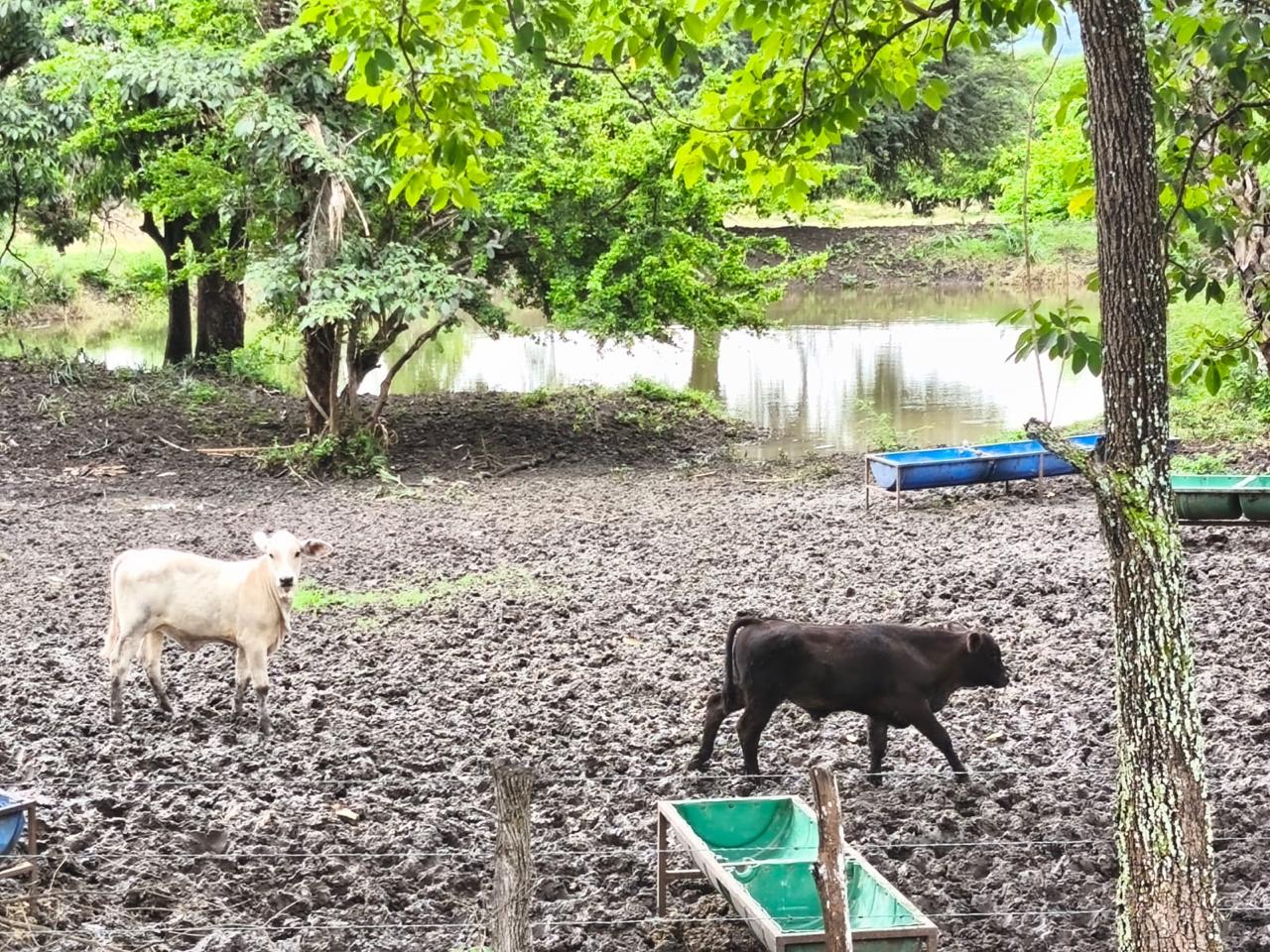 LLUVIAS BENEFICIAN CULTIVOS Y ACTIVIDAD PRODUCTIVA DEL CAMPO POTOSINO