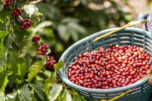 SAN LUIS POTOSÍ SE UBICA ENTRE LOS PRINCIPALES PRODUCTORES DE CAFÉ DEL PAÍS
