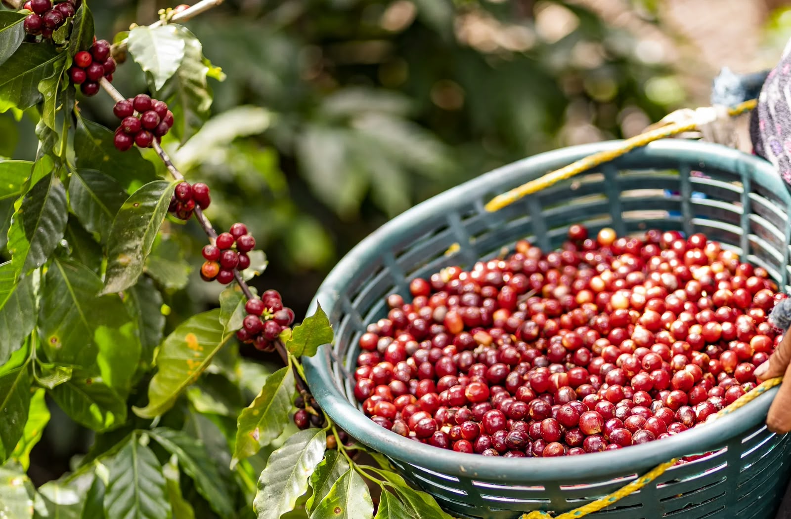 SAN LUIS POTOSÍ SE UBICA ENTRE LOS PRINCIPALES PRODUCTORES DE CAFÉ DEL PAÍS