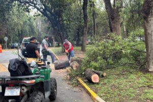 PARQUES TANGAMANGA PRIORIZAN SEGURIDAD DE VISITANTES Y REPOSICIÓN DE ÁRBOLES