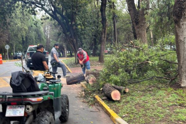 PARQUES TANGAMANGA PRIORIZAN SEGURIDAD DE VISITANTES Y REPOSICIÓN DE ÁRBOLES