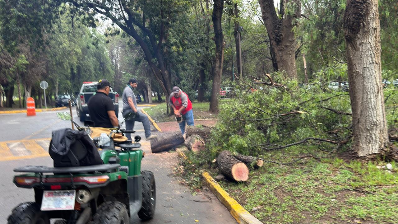 PARQUES TANGAMANGA PRIORIZAN SEGURIDAD DE VISITANTES Y REPOSICIÓN DE ÁRBOLES